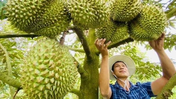 Vietnam's first-half trade surplus reaches USD 11.6 billion, with a major contribution from agriculture